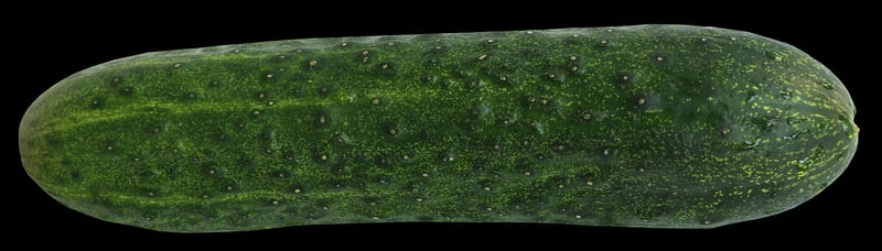 Cucumber Salad