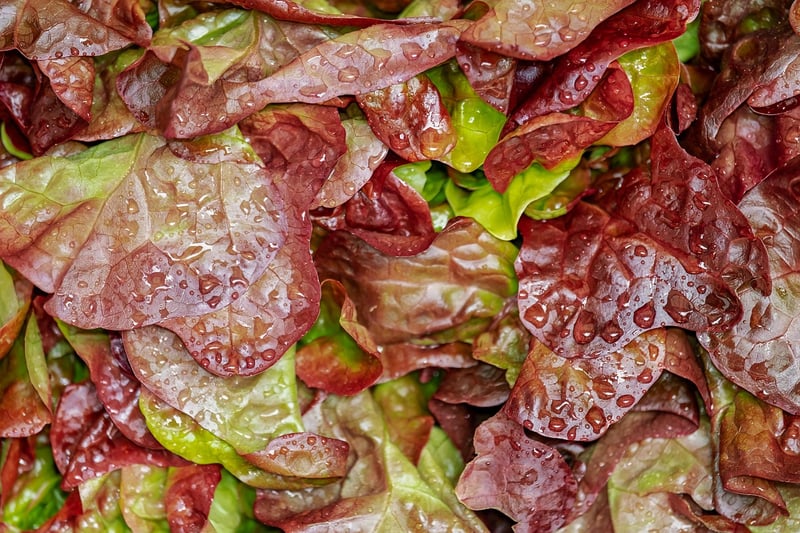 Mediterranean Salad
